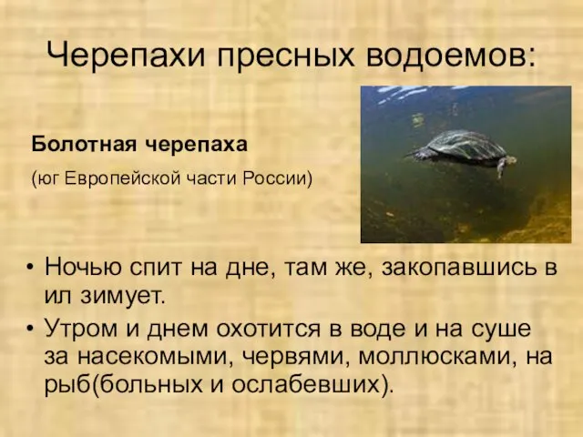 Черепахи пресных водоемов: Ночью спит на дне, там же, закопавшись в