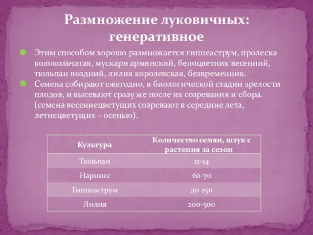 Этим способом хорошо размножается гиппеаструм, пролеска колокольчатая, мускари армянский, белоцветник весенний,