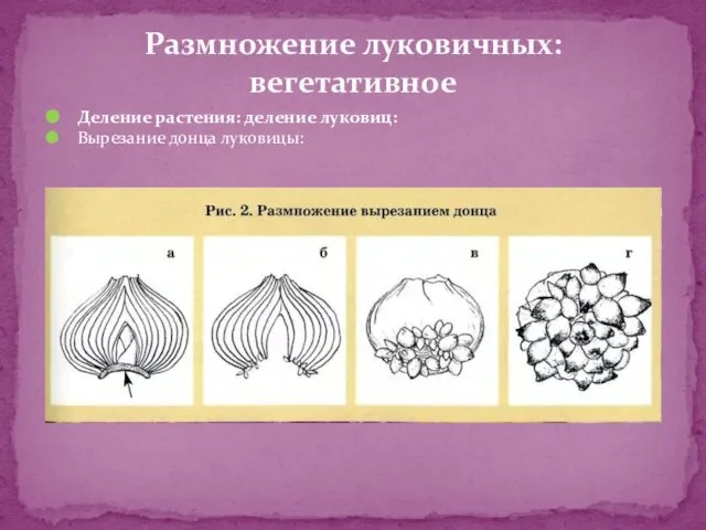 Деление растения: деление луковиц: Вырезание донца луковицы: Размножение луковичных: вегетативное