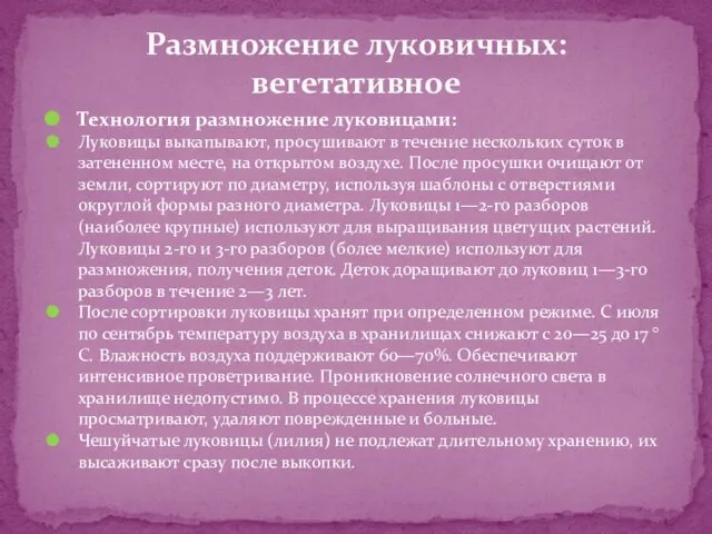 Технология размножение луковицами: Луковицы выкапывают, просушивают в течение нескольких суток в