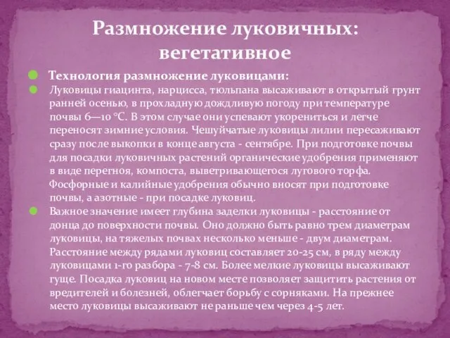 Технология размножение луковицами: Луковицы гиацинта, нарцисса, тюльпана высаживают в открытый грунт