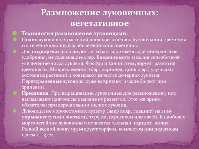 Технология размножение луковицами: Полив луковичных растений проводят в период бутонизации, цветения