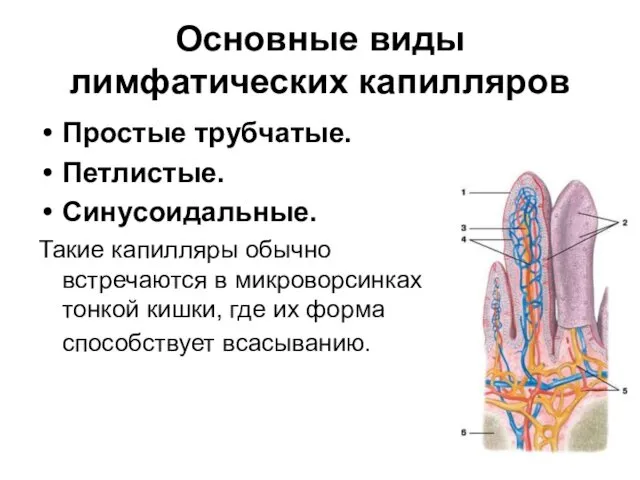 Основные виды лимфатических капилляров Простые трубчатые. Петлистые. Синусоидальные. Такие капилляры обычно