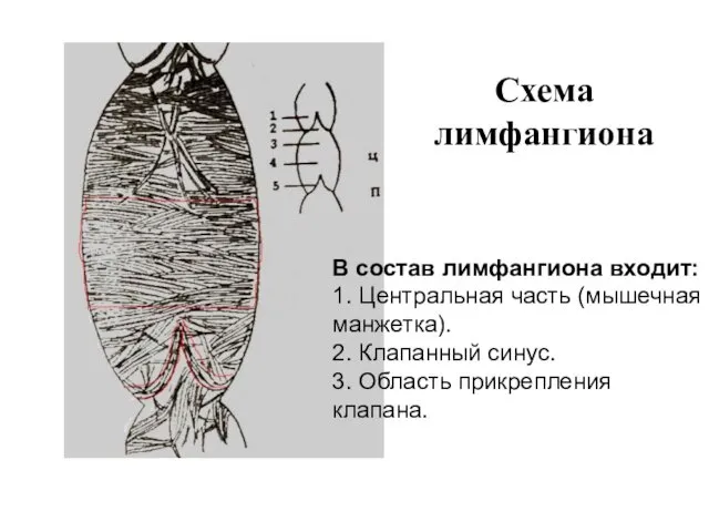 Схема лимфангиона В состав лимфангиона входит: 1. Центральная часть (мышечная манжетка).