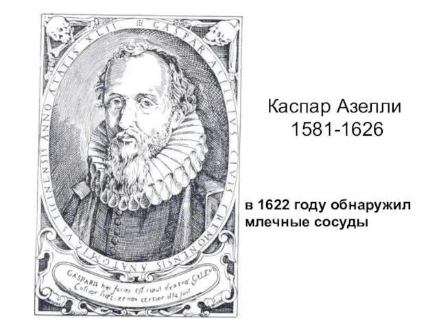 Каспар Азелли 1581-1626 в 1622 году обнаружил млечные сосуды