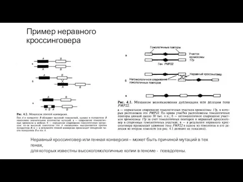 Неравный кроссинговер или генная конверсия – может быть причиной мутаций в