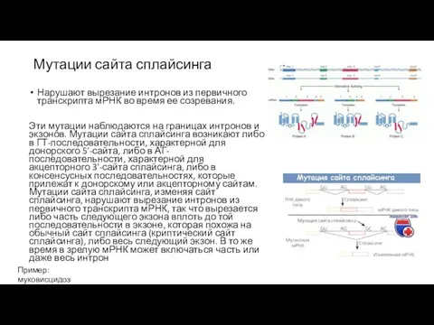 Мутации сайта сплайсинга Нарушают вырезание интронов из первичного транскрипта мРНК во