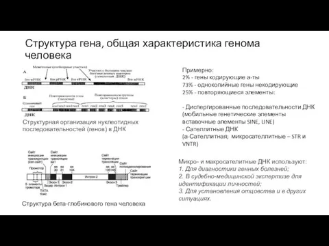 Структура гена, общая характеристика генома человека Структура бета-глобинового гена человека Структурная