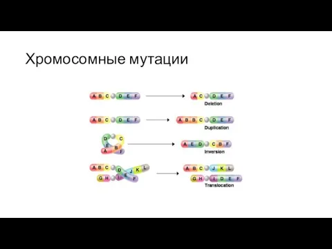 Хромосомные мутации