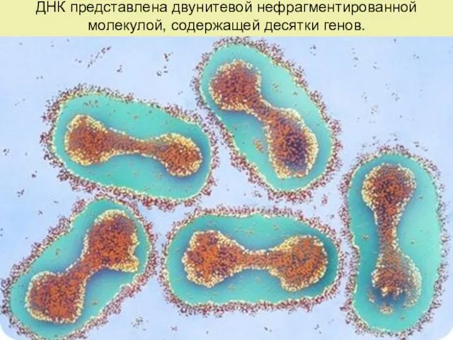 ДНК представлена двунитевой нефрагментированной молекулой, содержащей десятки генов.