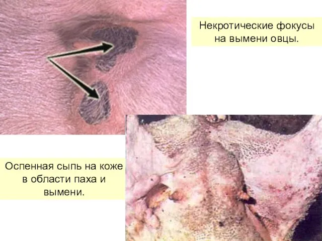 Оспенная сыпь на коже в области паха и вымени. Некротические фокусы на вымени овцы.