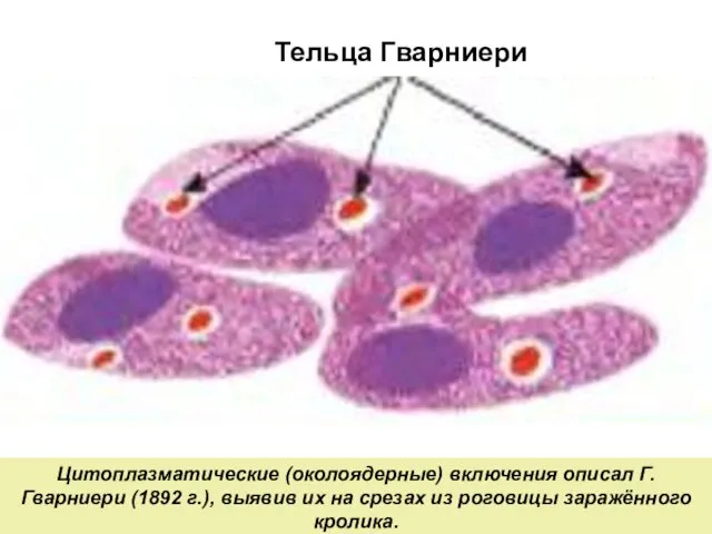 Цитоплазматические (околоядерные) включения описал Г.Гварниери (1892 г.), выявив их на срезах