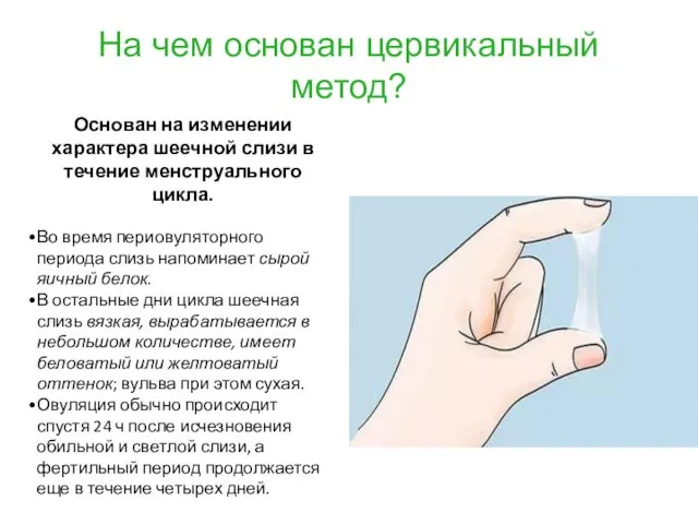 На чем основан цервикальный метод? Основан на изменении характера шеечной слизи