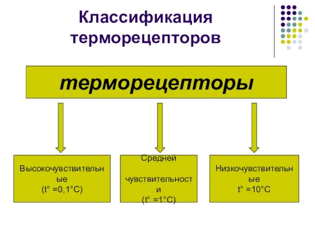 Классификация терморецепторов терморецепторы Средней чувствительности (t° =1°C) Низкочувствительные t° =10°C Высокочувствительные (t° =0,1°C)