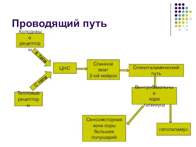 Проводящий путь Холодовые рецепторы Тепловые рецепторы ЦНС Спинной мозг 2-ой нейрон