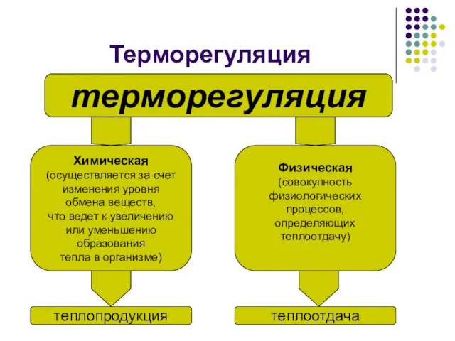 Терморегуляция терморегуляция Химическая (осуществляется за счет изменения уровня обмена веществ, что