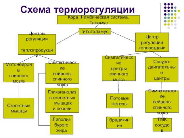 Схема терморегуляции Кора. Лимбическая система. Таламус гипоталамус Центры регуляции теплопродукции Мотонейроны