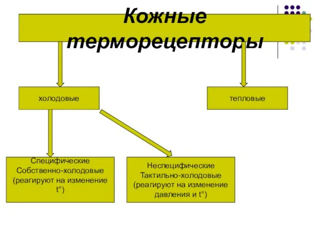 Кожные терморецепторы Специфические Собственно-холодовые (реагируют на изменение t°) холодовые тепловые Неспецифические