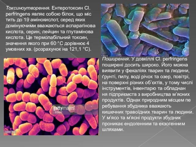 Токсиноутворення. Ентеротоксин Cl. perfringens являє собою білок, що міс тить до