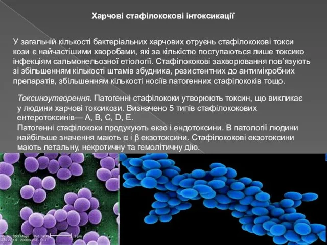 Харчові стафілококові інтоксикації У загальній кількості бактеріальних харчових отруєнь стафілококові токси