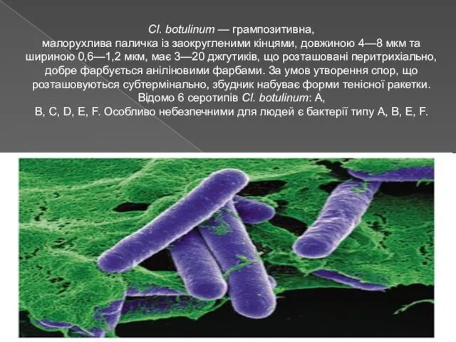 Cl. botulinum — грампозитивна, малорухлива паличка із заокругленими кінцями, довжиною 4—8
