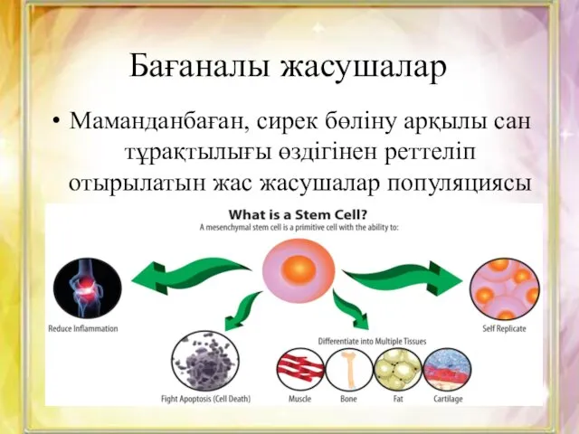 Бағаналы жасушалар Маманданбаған, сирек бөліну арқылы сан тұрақтылығы өздігінен реттеліп отырылатын жас жасушалар популяциясы