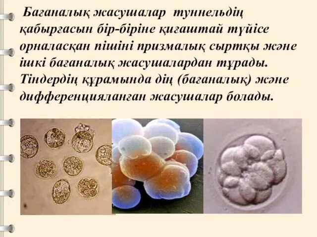 Бағаналық жасушалар туннельдің қабырғасын бір-біріне қиғаштай түйісе орналасқан пішіні призмалық сыртқы