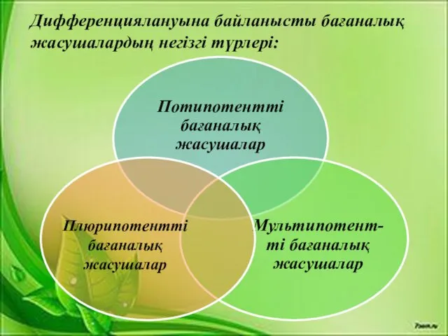 Дифференциялануына байланысты бағаналық жасушалардың негізгі түрлері: