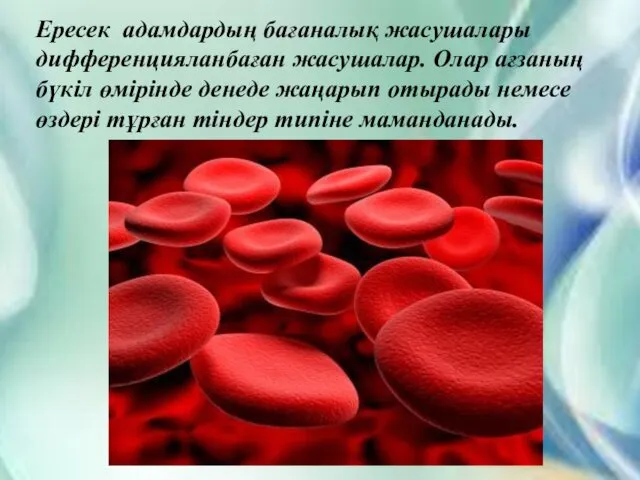 Ересек адамдардың бағаналық жасушалары дифференцияланбаған жасушалар. Олар ағзаның бүкіл өмірінде денеде