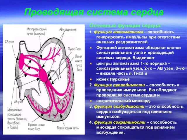 Проводящая система сердца Основные функции сердца: 1. функция автоматизма – способность