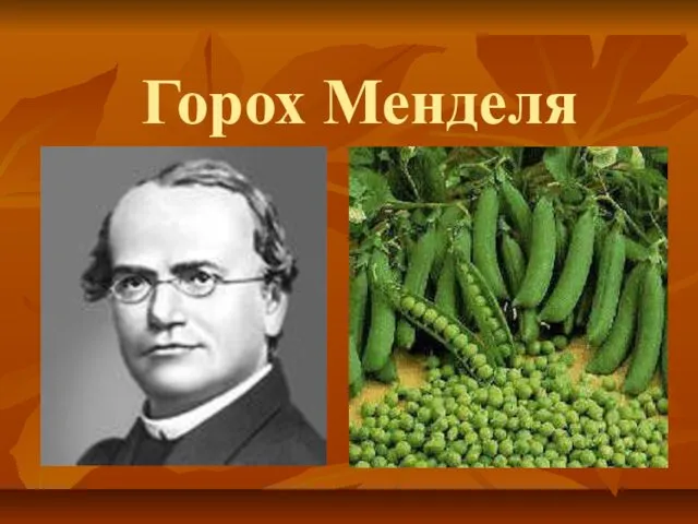 Горох Менделя