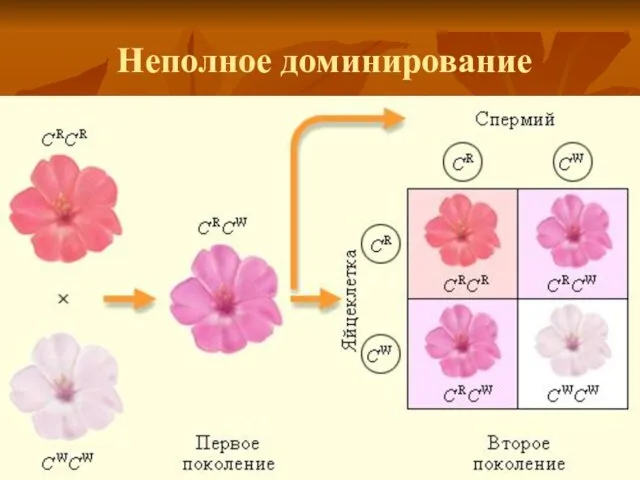 Неполное доминирование