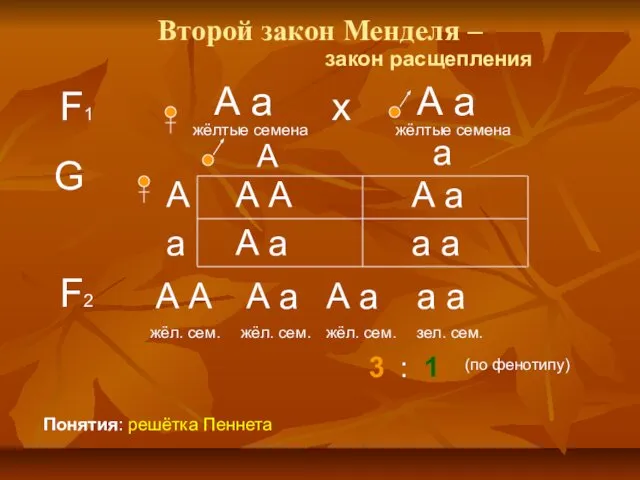 Второй закон Менделя – F1 А а жёлтые семена закон расщепления