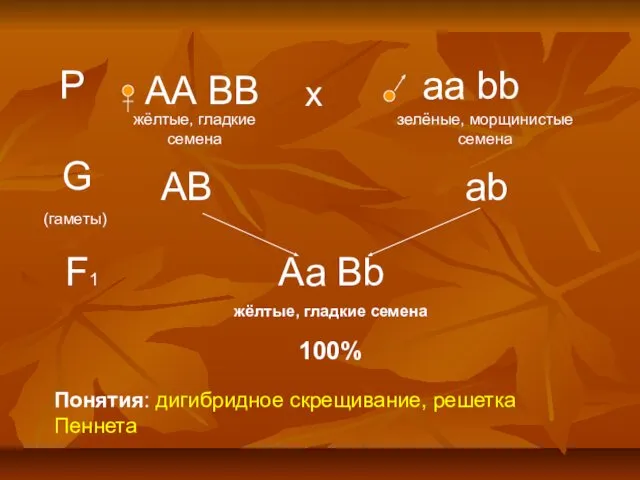 Р АА ВВ аа bb х жёлтые, гладкие семена зелёные, морщинистые