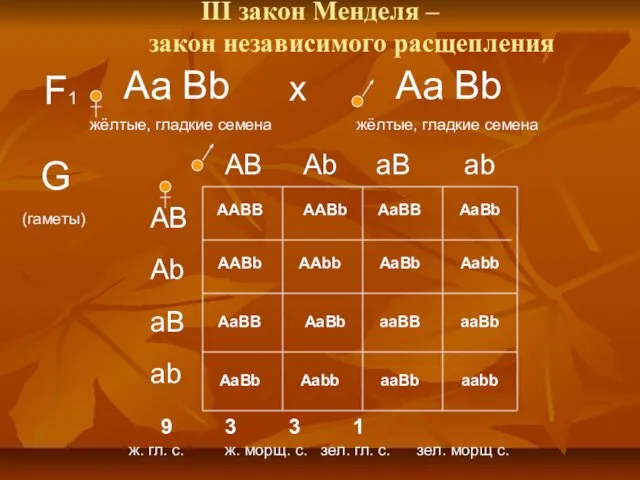 III закон Менделя – закон независимого расщепления F1 Аа Bb жёлтые,