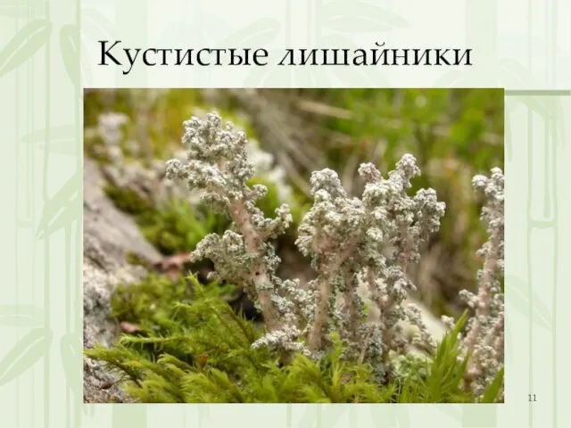 Кустистые лишайники