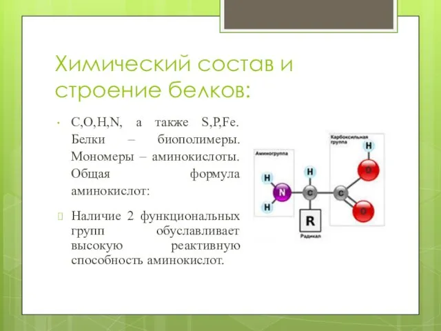 Химический состав и строение белков: C,O,H,N, а также S,P,Fe. Белки –