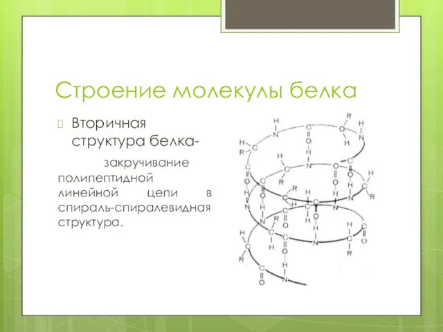 Строение молекулы белка Вторичная структура белка- закручивание полипептидной линейной цепи в спираль-спиралевидная структура.