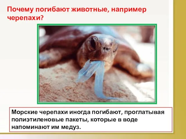Морские черепахи иногда погибают, проглатывая полиэтиленовые пакеты, которые в воде напоминают