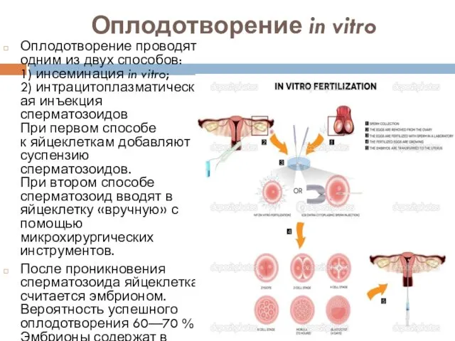 Оплодотворение in vitro Оплодотворение проводят одним из двух способов: 1) инсеминация