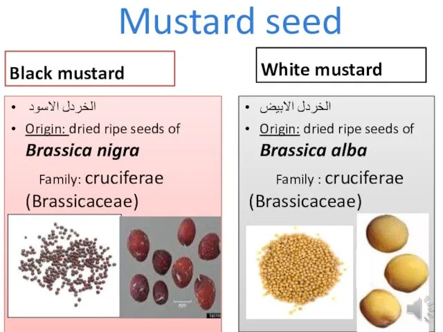 Mustard seed Black mustard الخردل الاسود Origin: dried ripe seeds of