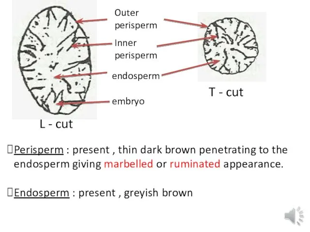 Outer perisperm Inner perisperm endosperm embryo L - cut T -