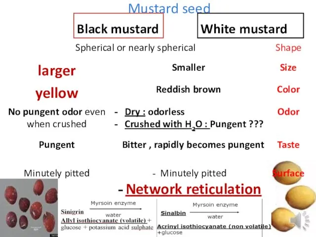 Mustard seed Black mustard White mustard