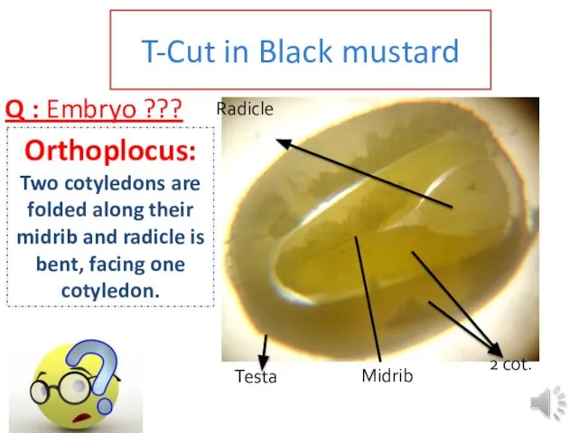 T-Cut in Black mustard Radicle 2 cot. Orthoplocus: Two cotyledons are