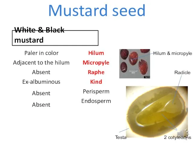 Mustard seed White & Black mustard Hilum & micropyle Radicle 2 cotyledons Testa