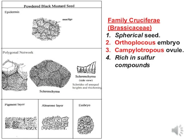 Family Cruciferae (Brassicaceae) Spherical seed. Orthoplocous embryo Campylotropous ovule. Rich in sulfur compounds