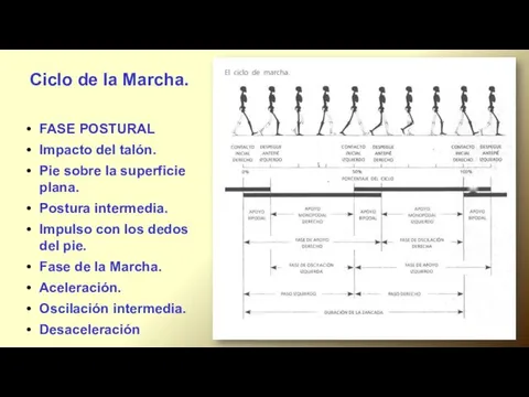 Ciclo de la Marcha. FASE POSTURAL Impacto del talón. Pie sobre