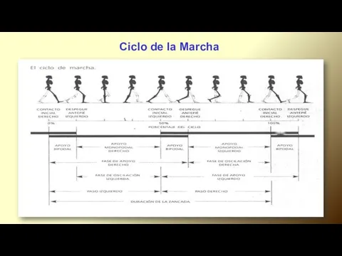 Ciclo de la Marcha.