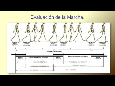 Evaluación de la Marcha.