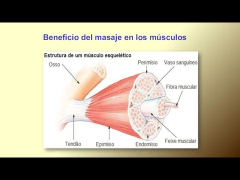 Beneficio del masaje en los músculos